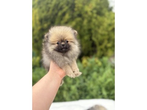 Üst kalite pomeranian boo