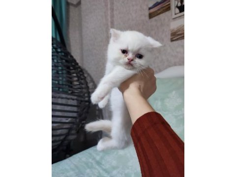 Bal tatlısı küçük exotic shorthair kızımız
