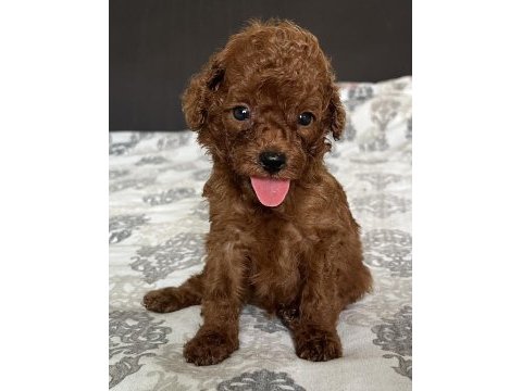 Red mini poodle bebekler
