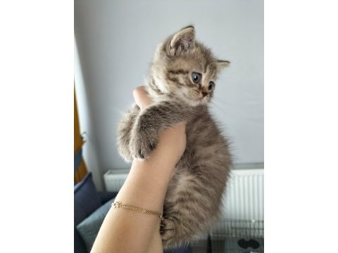 British shorthair silver point ve brown tabby yavrular