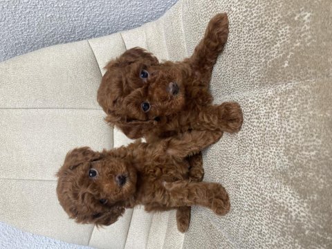 Toy kore karışımı safkan poodle lekesiz