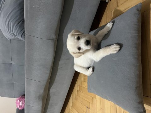 2 aylık dişi golden retriever