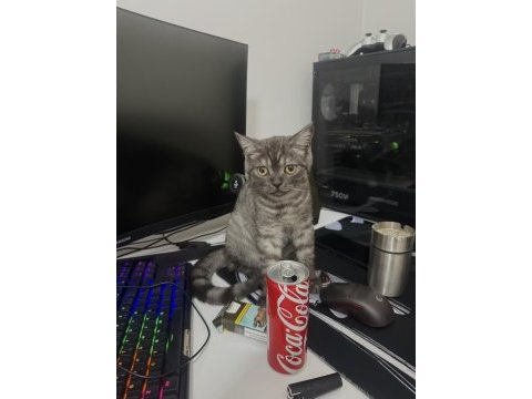 British shorthair anne ve yavrusu