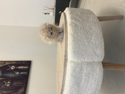 Daha tatlısı yok scottish fold