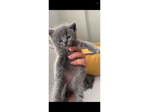 Ponçik kediler yeni yuvalarını arıyor