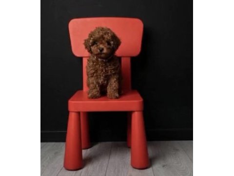 Gerçek peluşlar safkan toy poodle bebekleri