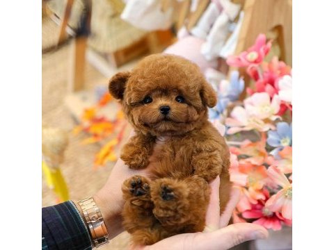 Gülen surat oyuncak yapılı poodle bebişlerim