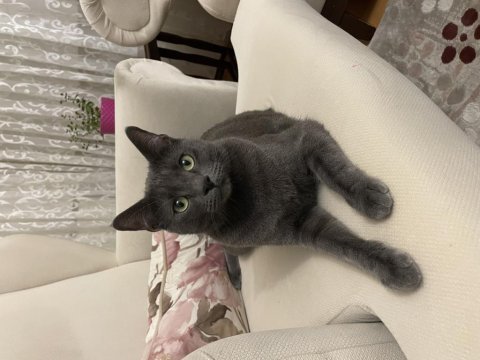 2 yaşında russian blue