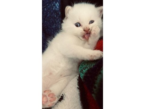 British shorthair blue point
