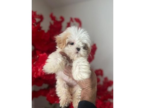 Muhteşem güzellikte beyaz shih tzu çocuğumuz