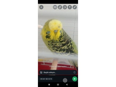2.5 yaşında erkek şov muhabbet kuşu