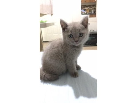 Safkan british shorthair, 2 aylık, oyuncu oğlumuz luffy