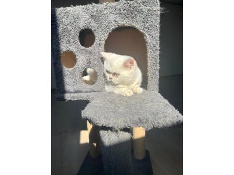 5 aylık british shorthair erkek yavru