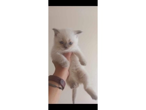 British short hair blue ve bluepoint yavrular