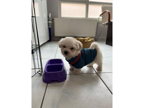 2 aralık doğumlu bebek terrier eşyaları ile birlikte