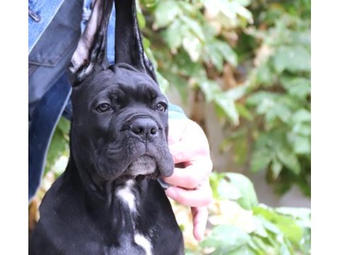 Fcı-kıf secereli safkan cane corso yavru