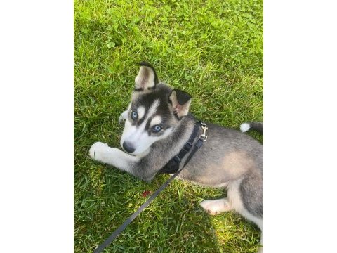 2.5 aylık dişi husky
