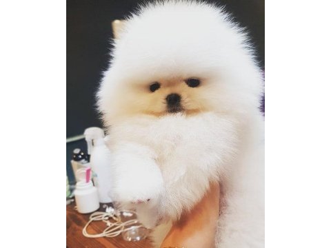 Ayı surat pomeranian yavruları