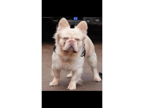 Egzotik french bulldog lilac tan platinum erkek bebekler