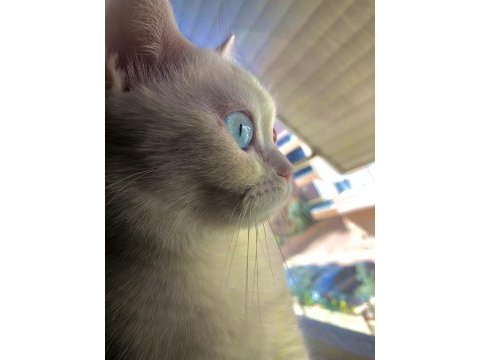 British shorthair 1 yaşında dişi