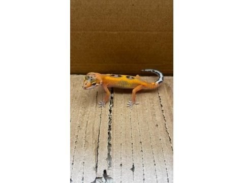 Her morph leopard gecko