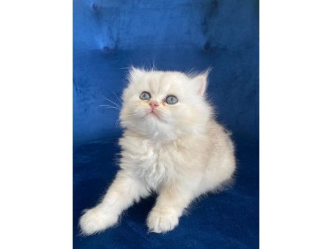 British longhair2 aylık dişi ve erkek yavru