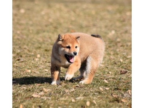 Minyatür shiba inu erkek yavru