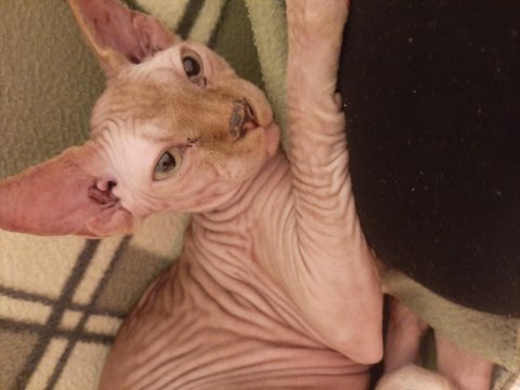 Sphynx melezi yavrular