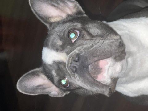 Dişi french bulldog