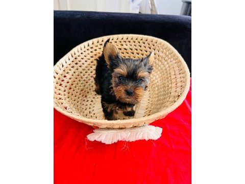 Micro teacup erkek yorkshire yavru