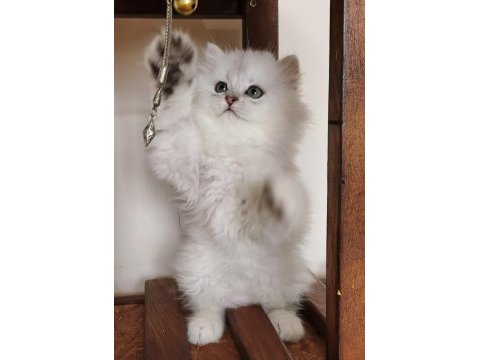 Scottish straight longhair ns 11 erkek