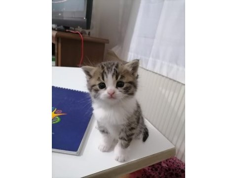 British shorthair bi color bebeğimiz