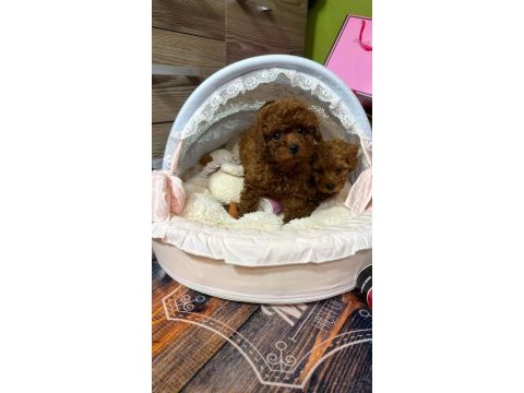 Ruhsatlı köpek çiftliğinden toy poodle yavrularımız