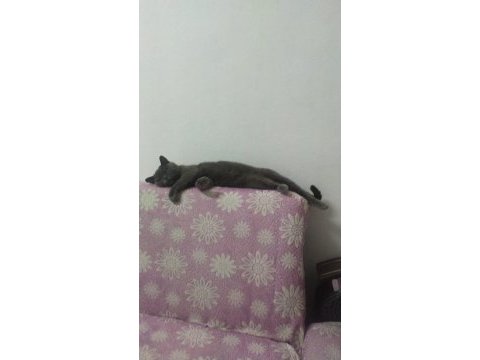Anaç british shorthair kedimiz