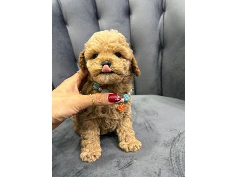 Yakışıklı oğlum maltipoo