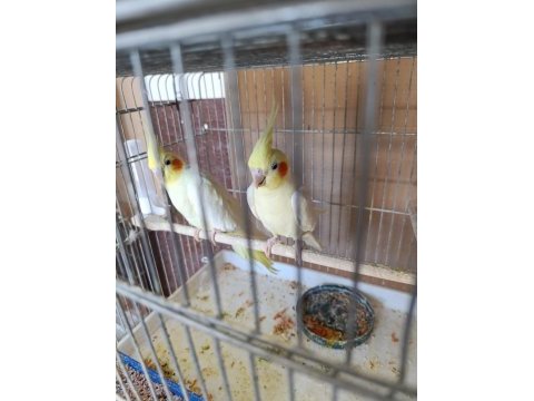 1 yavrusu alınmış takım lutino sultan 1 tane de erkek