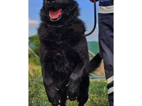 Irkının en iyisi siyah kurt köpeğimiz