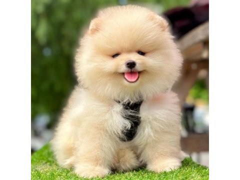Safkan pomeranian boo bebekler