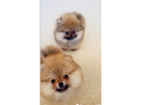 Pomeranian yavrular