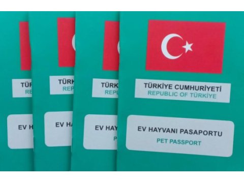 Safkan alman çoban köpeği 10 aylık