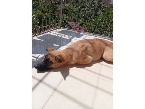 Malinois 3.5 aylık