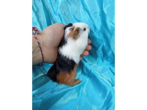 Hollandan amerikan ve dutch ginepig yavrular