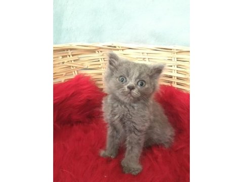 British shorthair minnoslarim