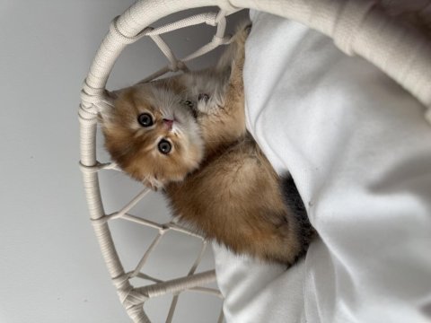 Golden scottish fold