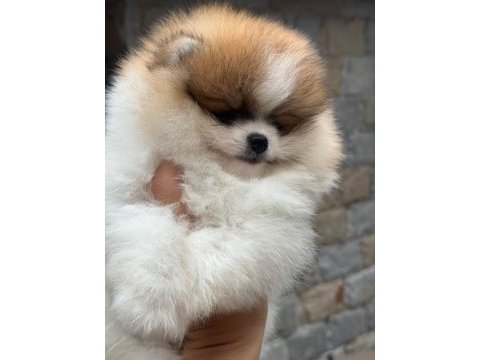Show kalite pomeranian boo yavrularımız
