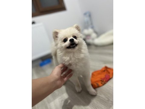 2 yaşında prenses pomeranian