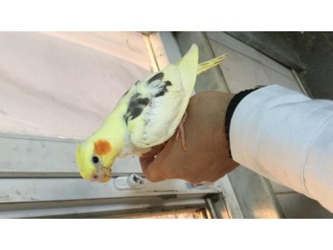 Yavru sultan papağanı damızlık takım bulunur