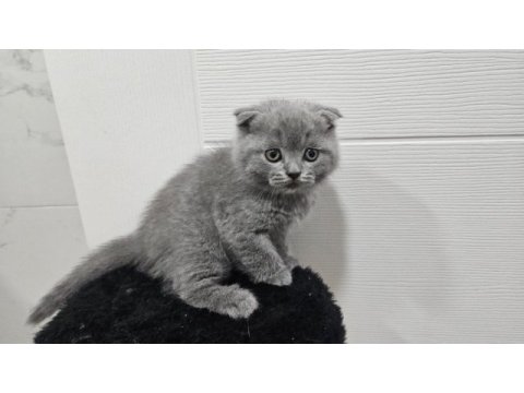 Scottish fold straight 55 günlük yavrular