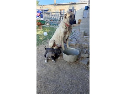 Sivastan has kangal yavruları