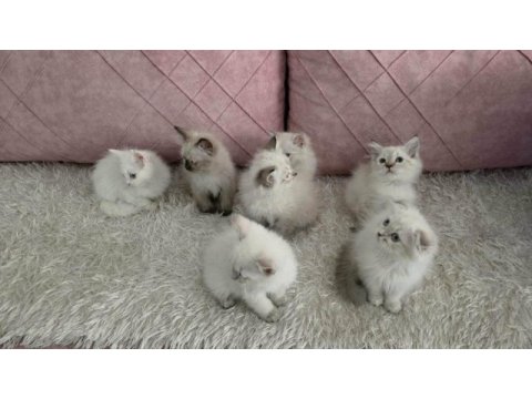 55 günlük orjinal himalayan